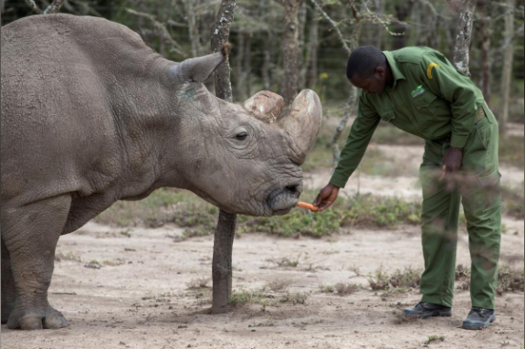 Reuters Sudan was still able to stand and feed back at the Laikipia national park in May last year.
